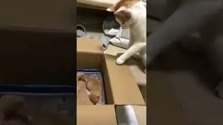 Funny 😂Cat #CatMeetsBaby #CutenessExplosion #PawsomeDuo 🐱👶
