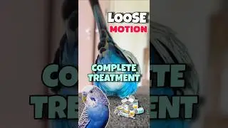 Budgies Loose Motion Treatment | Complete Information With Medicine 💊💉 #birds #budgies #breedingpair