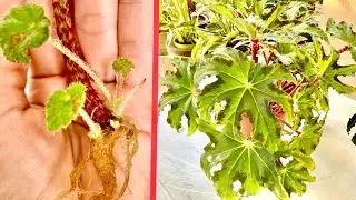 Successful Propagation In Water And Soil( 1 of 3)#StarBegoniaHeracleifolia