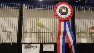 Vogel tentoonstelling Kleur en Zang Alkmaar