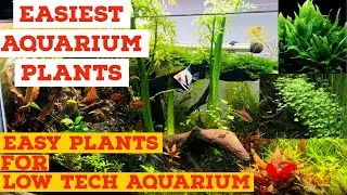 Top Ten Easy Aquarium Plants | Low Tech Plants For Begginners | No Co2 Low Tech Aquarium Plant