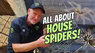 All About House Spiders!