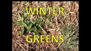 Winter Greens Winter Wild Foods