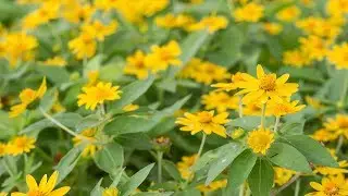 T&eacute; De &Aacute;rnica, Para Que Sirve Y 14 Beneficios Del &Aacute;rnica