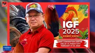 IGF25 | SF STALLION GAMEFARM / Bebot &ldquo;Bravo&rdquo; Uy | MELSIMS GREYS & DAN GRAY BOSTON ROUNDHEADS.