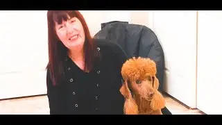 Dog Training Communication, Ruby Poodle: Social Talk | Counting | Talking Dog Buttons | FluentPet