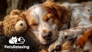 Dog Anxiety Relief Music, Comforting Sounds for Pets Alone