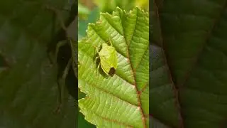 A Green Shield Bug clinging on to an Alder leaf
