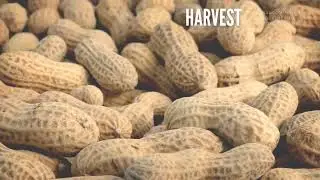 Fresh Farm to Home Peanuts from Vanasiri