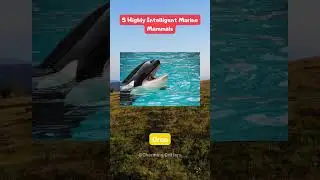 Top 5 Highly Intelligent Marine Mammals #shorts