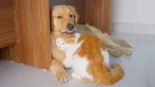 What Happens When Cats Think a Big Dog Is Their Parent