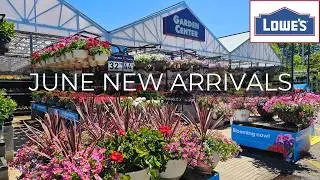 NEW Plants at Lowe’s Garden Center | June 2026