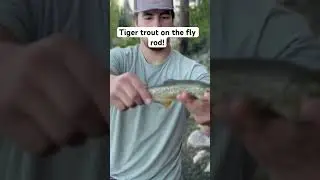 Catching tiger trout on the fly rod! #fishing #tigertrout #outdoors #troutreel #troutlure #troutfish