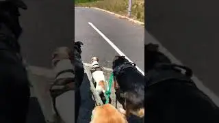 Guide Dog - Cape town dog training