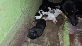 Induk Broni si Anjing Mujizat melahirkan 5 ekor anak Anjing