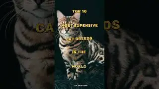 Top 10 most expensive cat breeds in the world #cat #cats #catlover #viralvideo