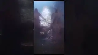 Weird swamp zombies scene from Lucio Fulci dark fantasy, Conquest (1983) 😮  🧟&zwj;♂️ 💀 #zombies #movies