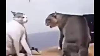 cat dancing (fighting) to macarena [meme]