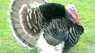 Turky Kalkoen