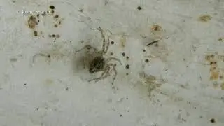 Spider hunting techniques