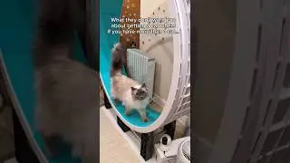 Evie noooo 😭 Thankfully no floofs were hurt 🙏 #cats #catwheel #funnycats