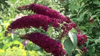 Cottage Farms Cranrazz Butterfly Bush Patio Tree on QVC