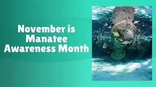 Manatee Awareness Month