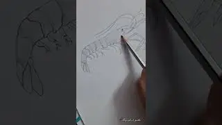 prawn drawing🦐 #youtubeshorts #art #prawn #short