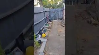 Cat hunting blind.
