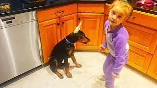 Mass on training by AMELIA. #doberman #training #dobie #kids #fun