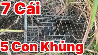 49/ Bẫy Chuột Cống Nhum 7 C&aacute;i Đầu Ti&ecirc;n D&iacute;nh 5 Con Khủng@Đờisốngmiềnt&acirc;y-i9l 