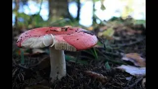 Russula emetica