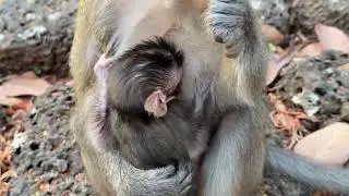 Hot news! Monkey Anita gave birth but her deceased because of F..D..?