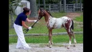 Chicago EMP 2012 Knabstrupper Colt
