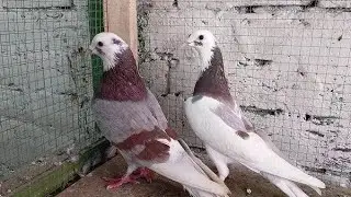 Chatri Wale Kabootar 2025 || Patti Wale Kabutar || kabootar bazi 2025