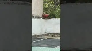 they need water in summer as well as in winter