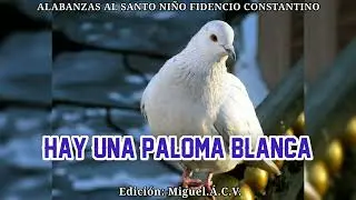 Ay una paloma Blanca que está volando en este lugar