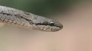 Медянка (Coronella austriaca) в Башкирии
