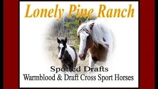 Lonely Pine Ranch Spotted Drafts, Warmblood & Draft Cross Sport Horses