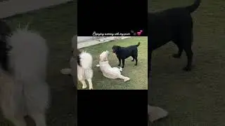 The Guests @ezakaur #tricity #petboarding #doglife #viral #petservices #doglover #chandigarh #pkl