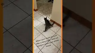funny cats | drunk cat | #shorts