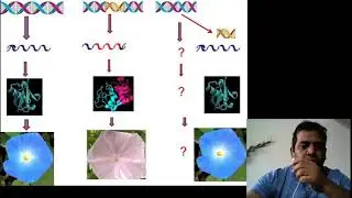 Transposable elements- AC-DS System