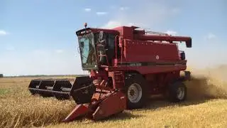 Pszenica 2017 Żniwa z Case Axial Flow 1680E