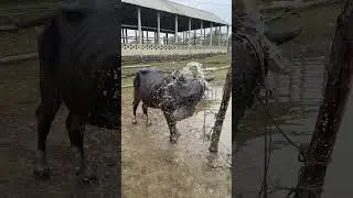 Shower Time #shower #time #big #black #bull #bullfarm #agro #agriculture #agro