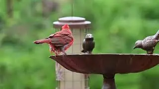Video from Nikon Z5 24-200 f/4-6.3 VR
