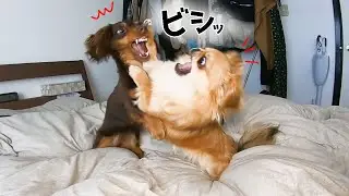ワンプロ激化!多頭飼いの2匹は仲良くなったのか?【ペキニーズチワワMix】【多頭飼い】【ミニチュアダックスフンド】【癒し】