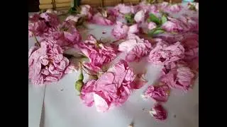 Roza damascena / Rose damascena