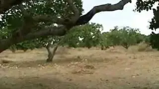 Conheça uma das maiores fazendas de caju do Brasil - Globo Rural