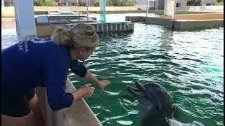 Nicholas the Dolphin Husbandry and Underwater Bubbles