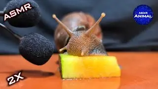 ASMR Snail Eating Fruit YELLOW WATERMELON 🐌4 | Animal ASMR